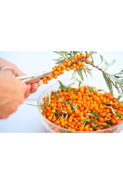 Невеликі ягоди обліпихи Чуйська Солодка